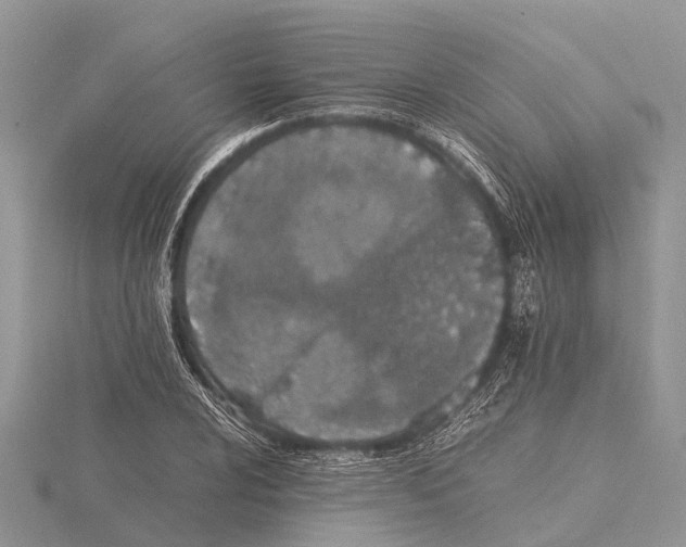 X0000115621024200912081019