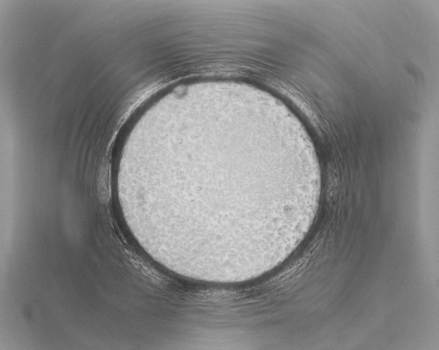 X0000115621075200912081018