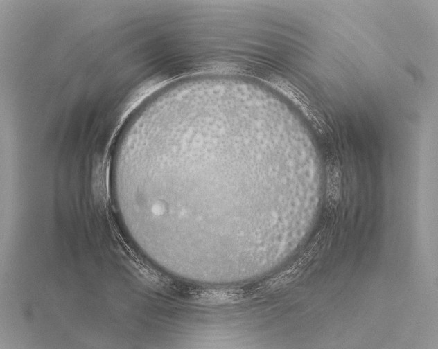 X0000115621078200912081018