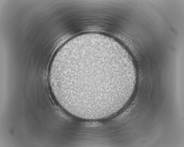 X0000115621129200912081017