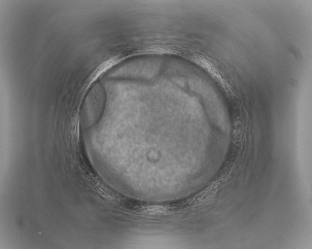 X0000115621173200912081017