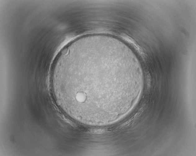 X0000115621278200912081016