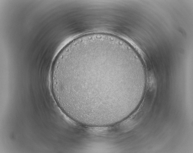 X0000115621294200912081015