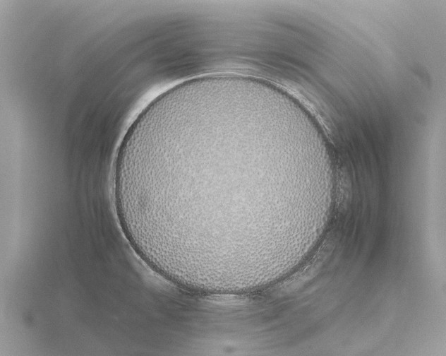 X0000115621478200912081013