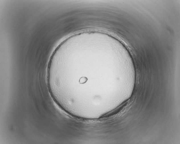 X0000115621535200912081012