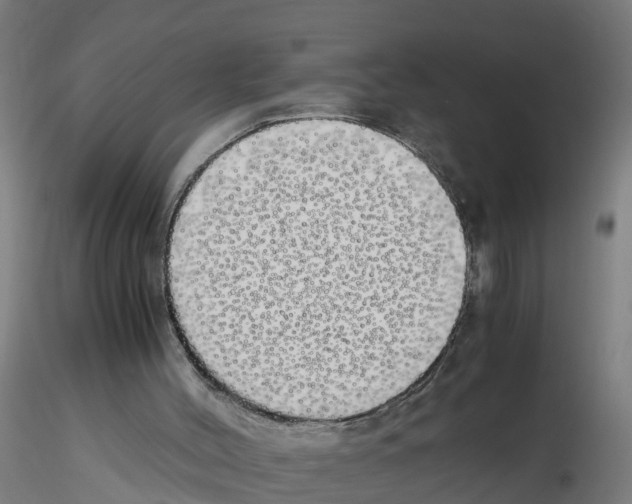 X0000115620004200912221238