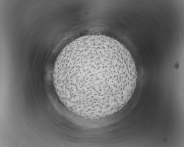 X0000115620038200912221237
