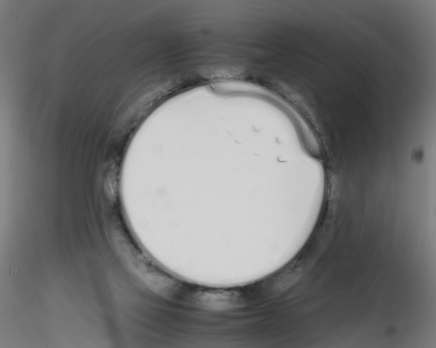 X0000115620069200912221237