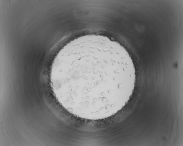 X0000115620072200912221237