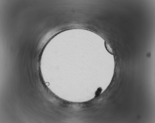 X0000115620103200912221236
