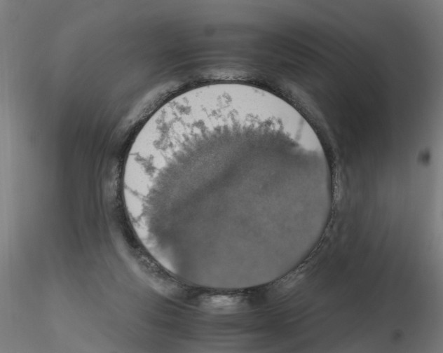 X0000115620163200912221235