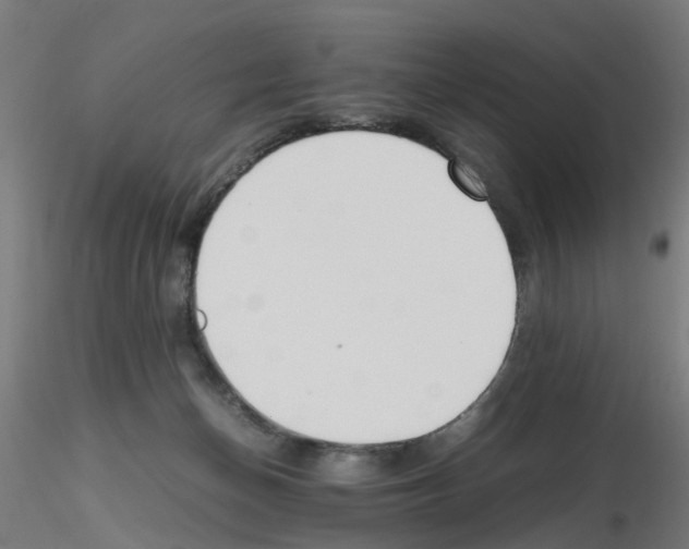 X0000115620174200912221236