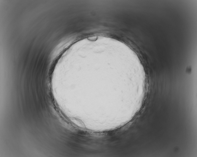 X0000115620245200912221234