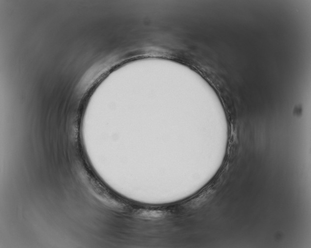 X0000115620247200912221234