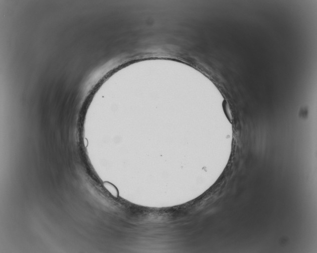X0000115620248200912221234