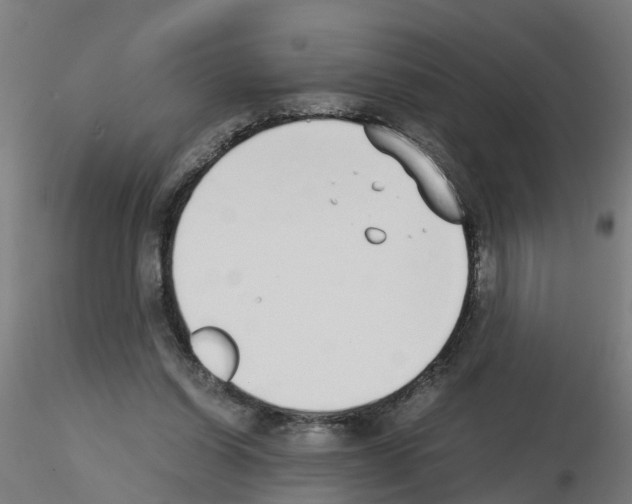 X0000115620254200912221234