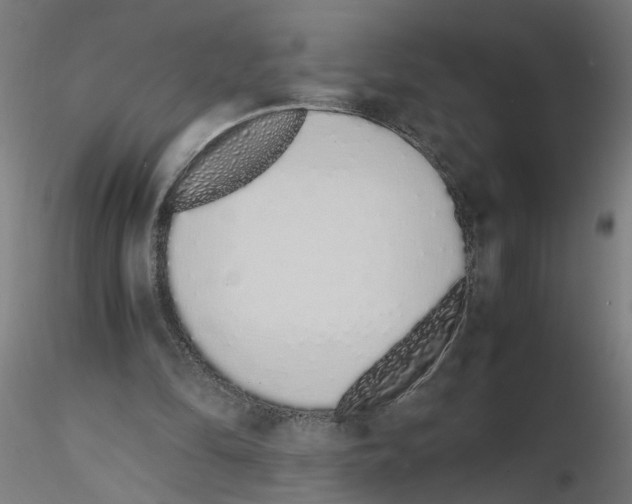 X0000115620294200912221234