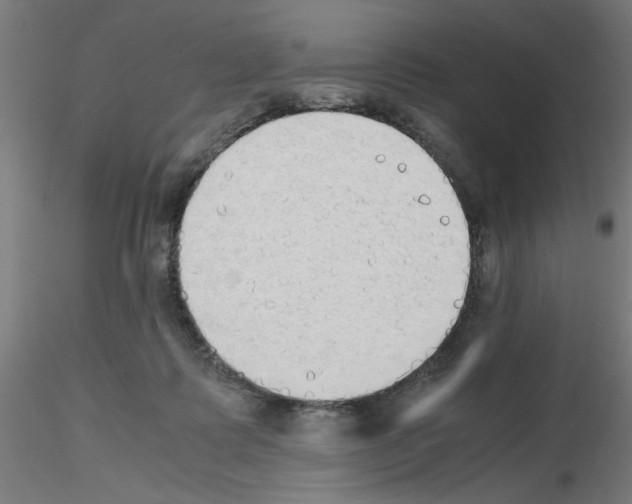 X0000115620315200912221233