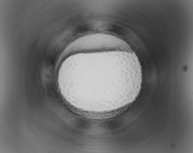 X0000115620328200912221233