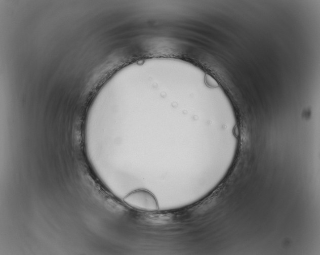 X0000115620353200912221233