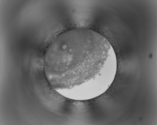 X0000115620419200912221232