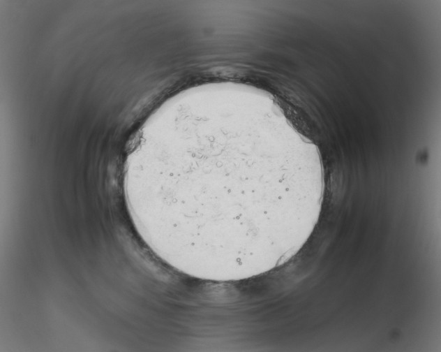 X0000115620424200912221232