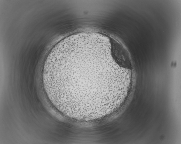X0000115620433200912221231