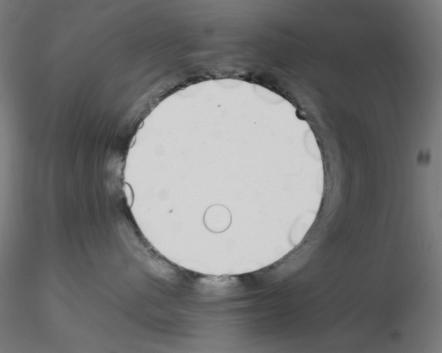 X0000115620480200912221232