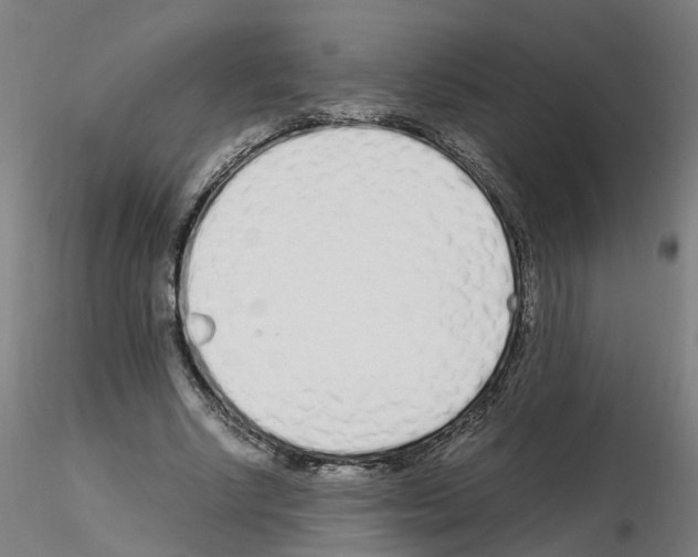 X0000115620634200912221229