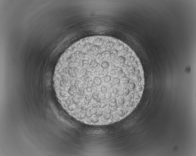 X0000115620646200912221229