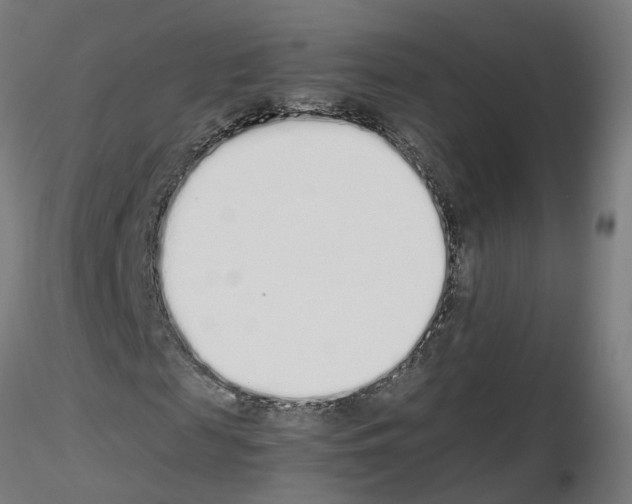 X0000115620817200912221226