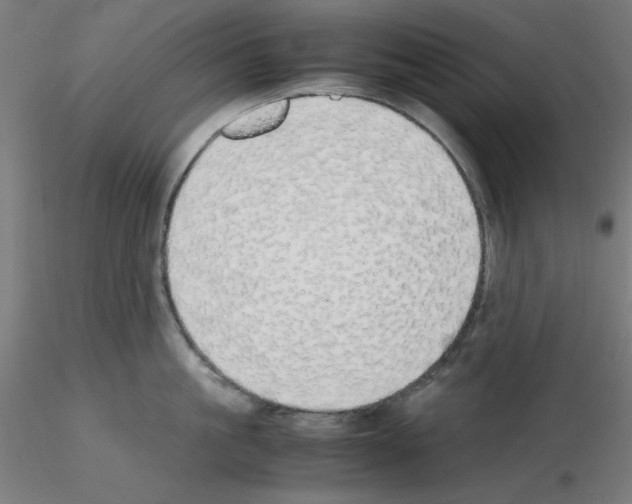 X0000115620861200912221227