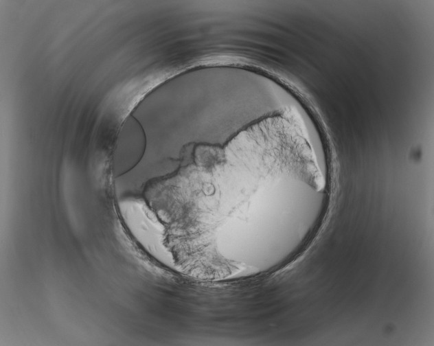X0000115620945200912221225