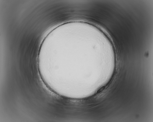 X0000115620951200912221225