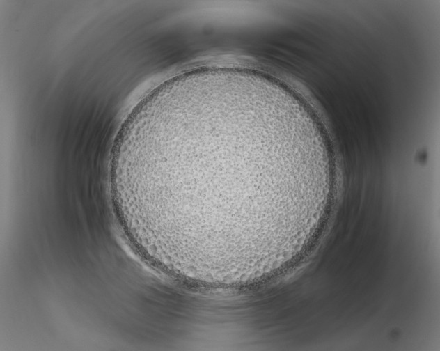 X0000115620986200912221224