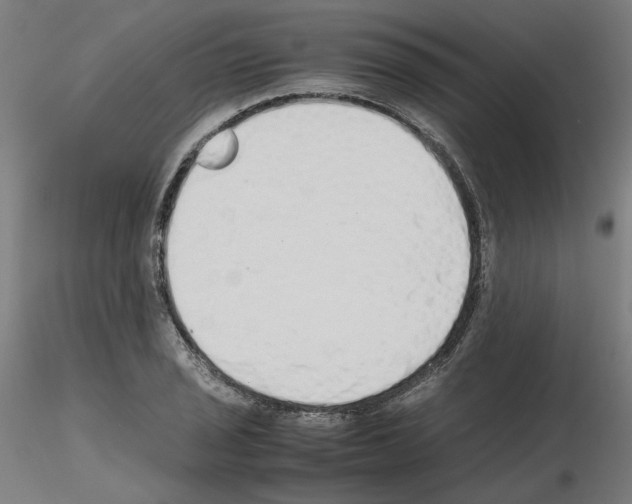 X0000115621029200912221224