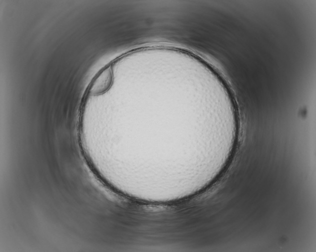 X0000115621231200912221221