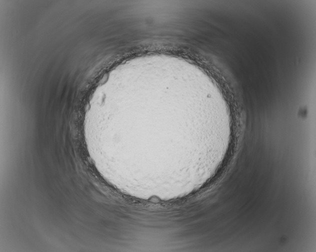 X0000115621257200912221221