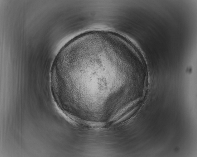 X0000115631335200911241638