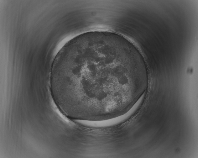 X0000115631383200911241637