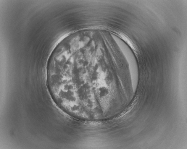 X0000115631095200912081038