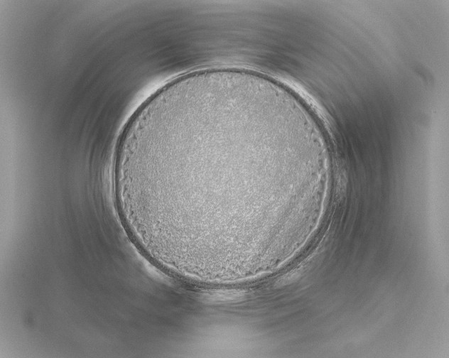 X0000115631294200912081036