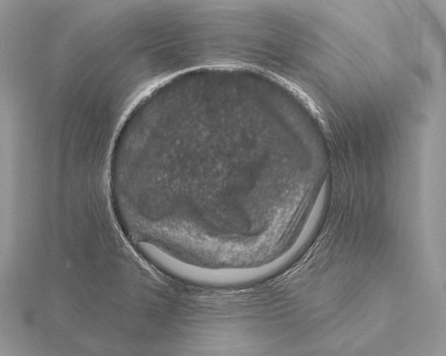 X0000115631327200912081035