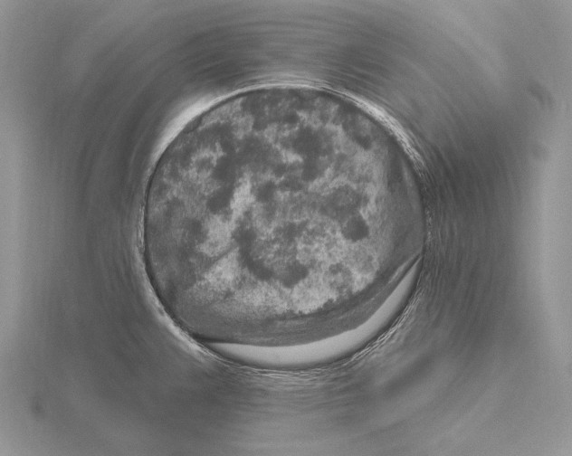 X0000115631383200912081034