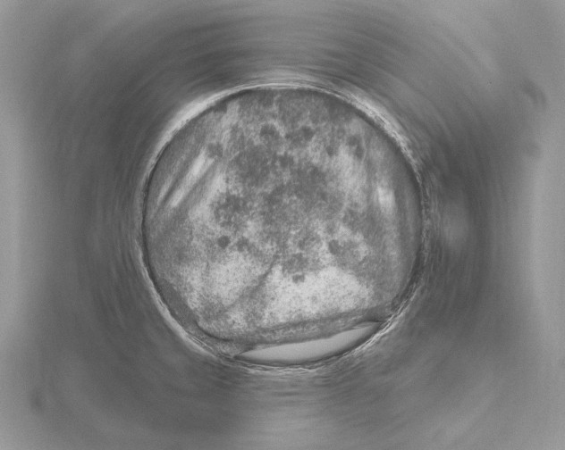 X0000115631429200912081034