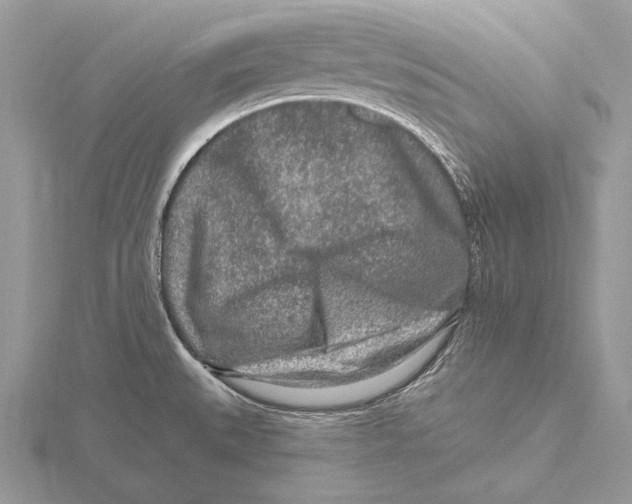 X0000115631527200912081033