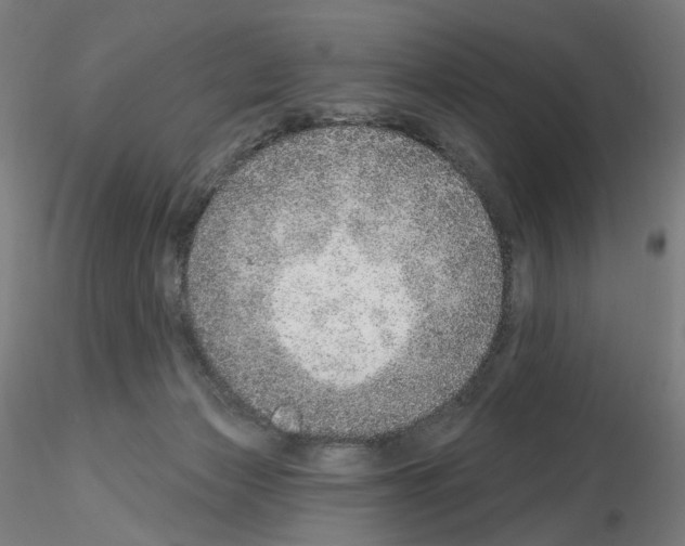 X0000115630173200912221257
