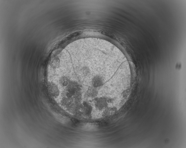 X0000115630303200912221255