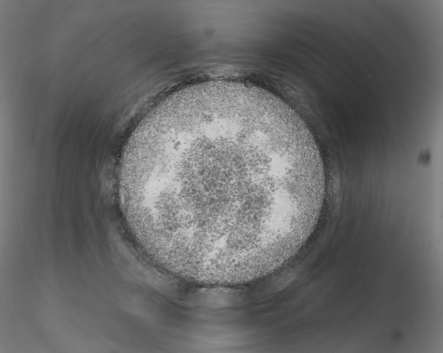 X0000115630367200912221254
