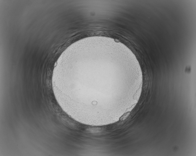 X0000115630417200912221253